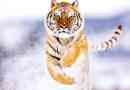 Amur tiger - további információk.